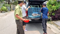 Giải cứu 5 cá thể rùa quý hiếm nuôi nhốt trái phép  trong nhà dân ở TP Huế