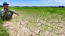 Ruộng lúa hè thu ở xã Hương Thủy (Hương Khê, Hà Tĩnh) bị khô nứt nẻ Ảnh: DƯƠNG QUANG