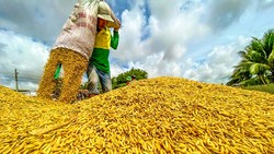 Các DN trong lĩnh vực nông nghiệp hiện đang thiếu vốn trầm trọng để thu mua nguyên liệu.