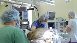 Cấy ghép implant thị giác trên khỉ
