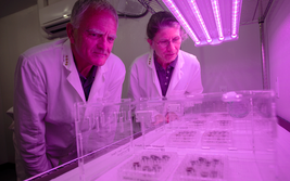 　　論文作者Rob Ferl教授（左）與Anna-Lisa Paul教授（右）在實驗室中觀察植株生長情況（圖片來源：UF/IFAS photo by Tyler Jones）
