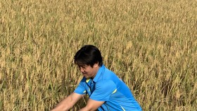 Vụ mùa Hè Thu 2021 ở ĐBSCL đạt năng suất cao nhờ áp dụng mô hình Canh tác lúa thông minh.