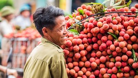 Lần đầu tiên vải thiều Việt Nam đi châu Âu theo hiệp định EVFTA