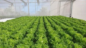 Giấy đi đường đang khiến nhiều HTX nông nghiệp tại TPHCM quay cuồng.
