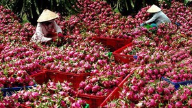 Phía Trung Quốc cho biết đã phát hiện virus SARS - CoV-2 trên bao bì thanh long.