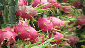 Thanh Long Việt Nam được đánh giá 5 sao tại Úc, giá gần 5 AUD mỗi trái