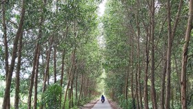 Một con đường trên địa bàn xã Khánh Thuận nằm trong lâm phần U Minh Hạ