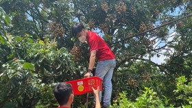 Nhân viên J&T Express chi nhánh Bắc Ninh hỗ trợ nhà vườn thu hái nhãn