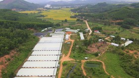 Trại Phú Hưng với qui mô 2.600 heo nái và 5.000 heo thịt