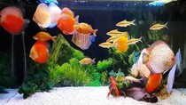 HCMS’s ornamental fish export revenue surpasses US$17.26 million