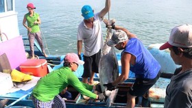 South- Central fishermen enjoy bumper tuna fish catch (Photo: SGGP)