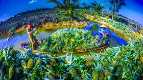 Famous Cau Duc pineapple of Hau Giang (Photo: SGGP)