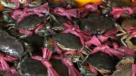 Nam Can crabs (Photo: VNA)