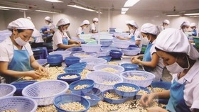 Processing cashew nuts for exports (Photo: VNA)