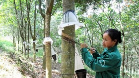 Most rubber companies were setting cautious profit targets for this year over forecasts that rubber prices will stay at low levels. (Photo: VNA/VNS)