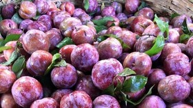 Special fruits of Son La Province to be sold in e-commerce platforms