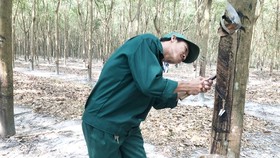 Vietnam’s rubber export to US sees sharp surge