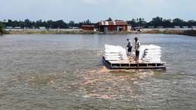 Tra fish exports drastically drop due to Covid-19 social distancing
