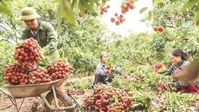Bac Giang earns US$300 million from lychee this year