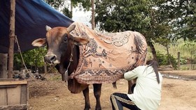 Residents keep animals warm under cold weather (Photo: Nghe An Newspaper)