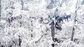 Northern provinces continue to suffer from long-lasting chilly cold snap