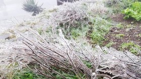 Northern region suffering from intensified gelid cold