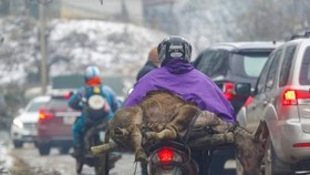 Gelid cold kills hundreds of buffaloes, cows