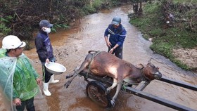 Thousands of cattle in Thua Thien- Hue Province die due to cold
