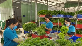 Workers of Tuan Ngoc Agricultural Cooperative in District 9 are processing vegetables before moving them to the consumption markets.