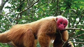 Vu Quang National Park releases three rare animals to wild