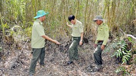 Mekong Delta provinces face high risk of forest fire in peak dry season