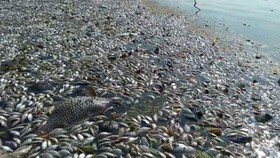 Massive fishes die in upstream Sai Gon River