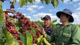 Coffee exports fall by over 11 percent in Q1