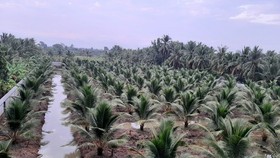 Salinity in Mekong Delta tends to decrease gradually thanks to downpours