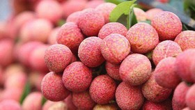 MoT proposes reduction of airfreight rates for Bac Giang lychees