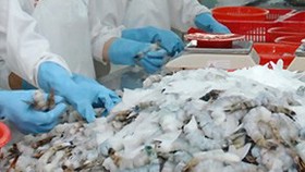 Hoa Kỳ hủy bỏ thuế chống phá giá tôm của Tập đoàn Thủy sản Minh Phú