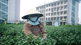 Quảng Ngãi: Trồng hoa tết trong lòng thành phố