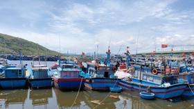Quảng Ngãi cho phép cảng cá nhà nước hoạt động giải quyết tồn đọng hải sản
