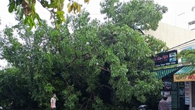 Cây đa đã ngã đè lên mái nhà của người dân gần đó