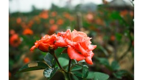 Quảng Ngãi: Nhiều nhà vườn giảm sản lượng hoa tết vì dịch Covid-19