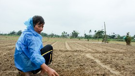 Người dân Quảng Ngãi tất bật xuống giống vụ hoa tết