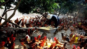 Cúm A (H5N8) xảy ra đầu tiên hộ chăn nuôi tỉnh Quảng Ngãi