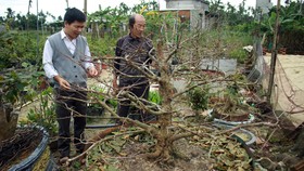 Một cây mai đã lặt lá và đang ra nụ hoa. Ảnh: NGUYỄN TRANG
