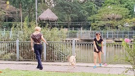 Ngăn ngừa tai nạn do chó thả rông