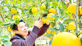 Cam Xã Đoài được giá vụ tết