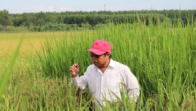 Lai tạo ra “hậu duệ” giống lúa Huyết Rồng vùng ĐBSCL
