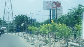 Bãi xà bần đã được thay bằng cây xanh