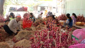 Hành tím Vĩnh Châu hiện đang tồn hơn 51.000 tấn chưa thể tiêu thụ được. Ảnh: TUẤN QUANG