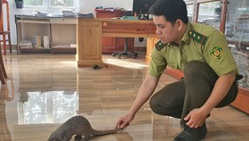 Dân mua thú hoang dã giao cho kiểm lâm thả về rừng
