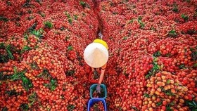 Vừa ngơi bão lại nắng nóng kéo dài nhiều ngày